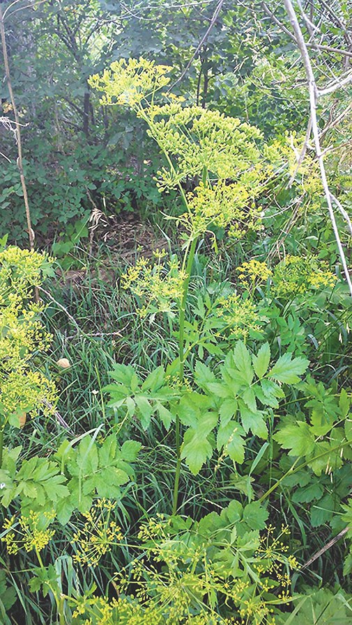 Wild parsnip