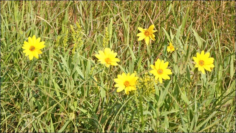 summer rural scene