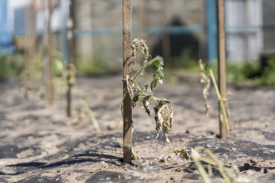 Drought gardening