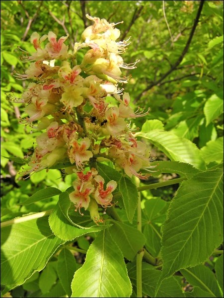 Ohio buckeye has gorgeous flowers and palmately compound leaves. Photo by Hugh Skinner