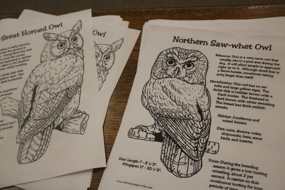 Owl worksheets