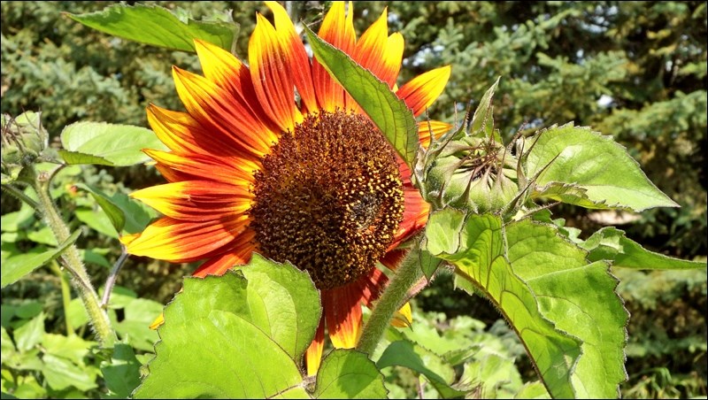 summer rural scene