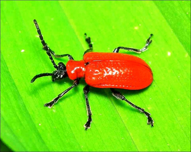 scarlet lily leaf beetle