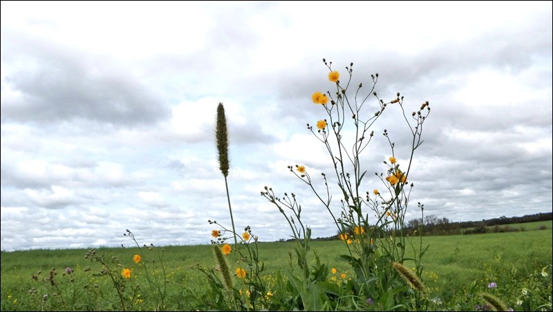 summer rural scene