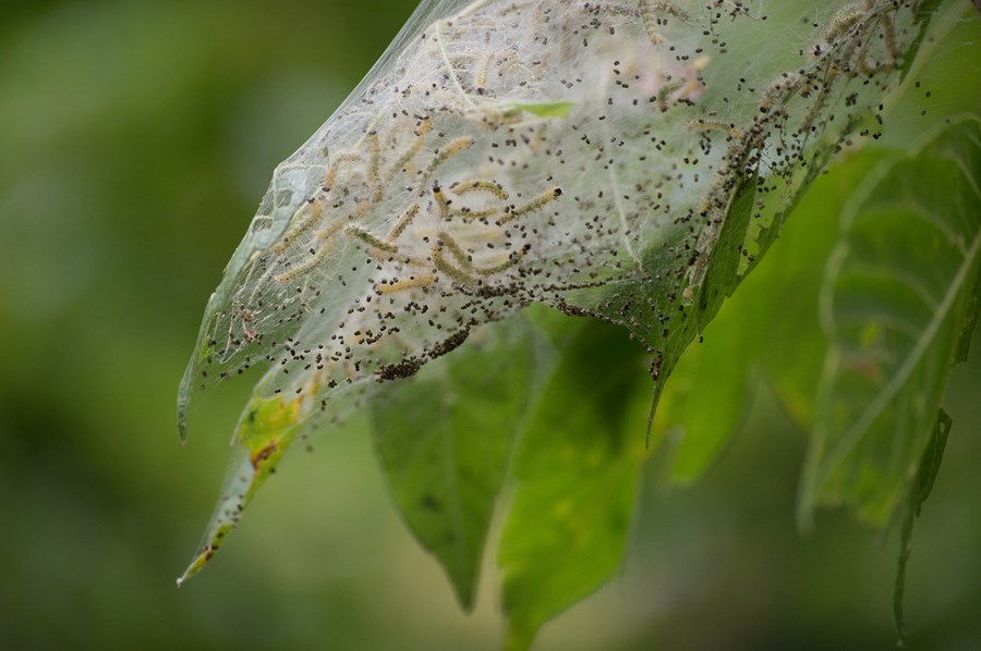 webworm