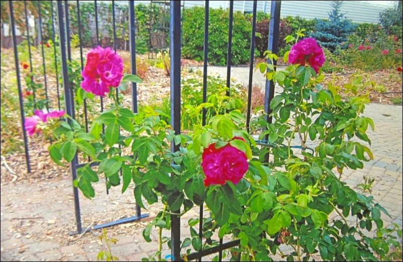 memorial rose garden