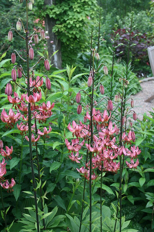 lilies