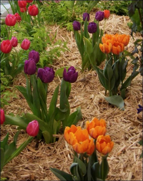 tulips