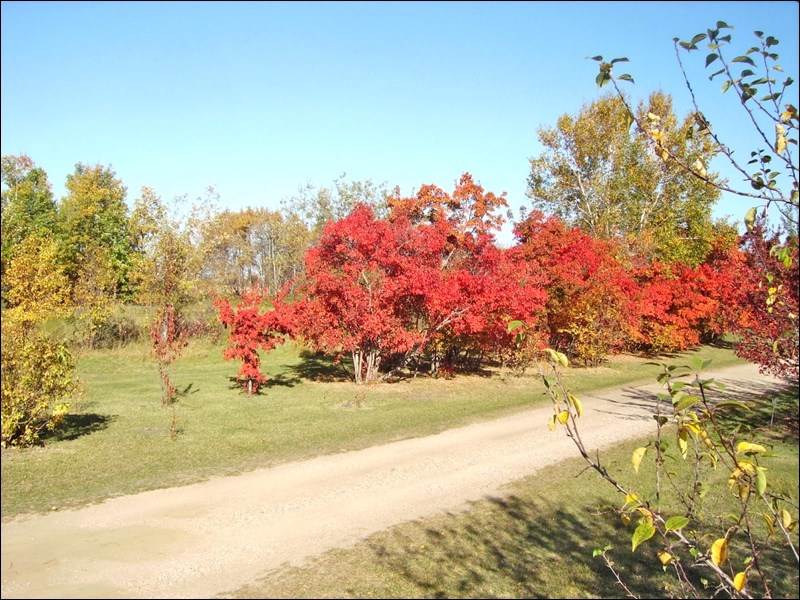 Amur maples are among the many trees with bright red fall colour to be found at Honeywood. Photo by Bernadette Vangool