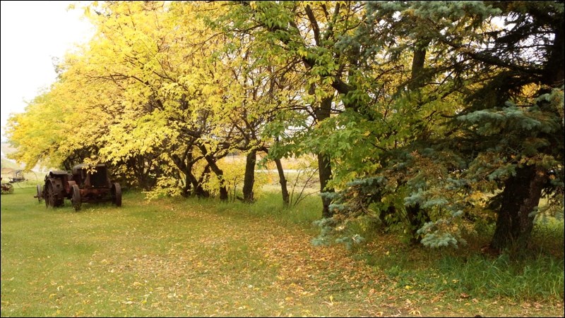 fall colours