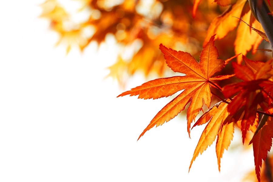 fall leaf