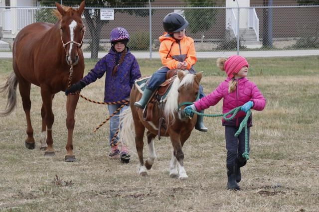 Horse Craze