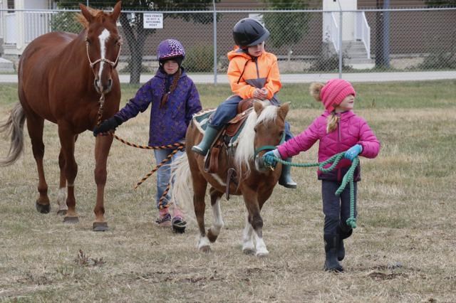 Horse Craze