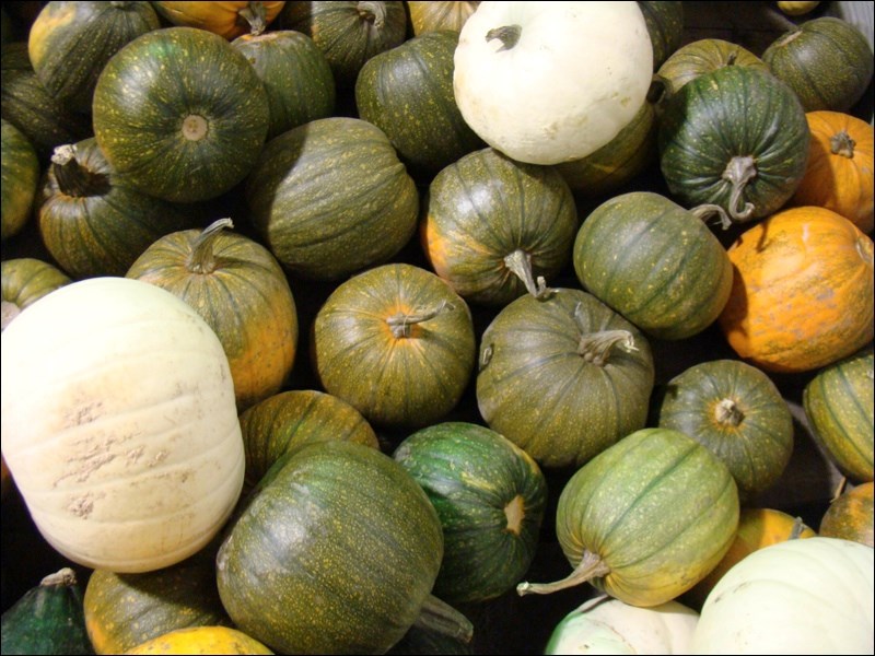 pumpkins