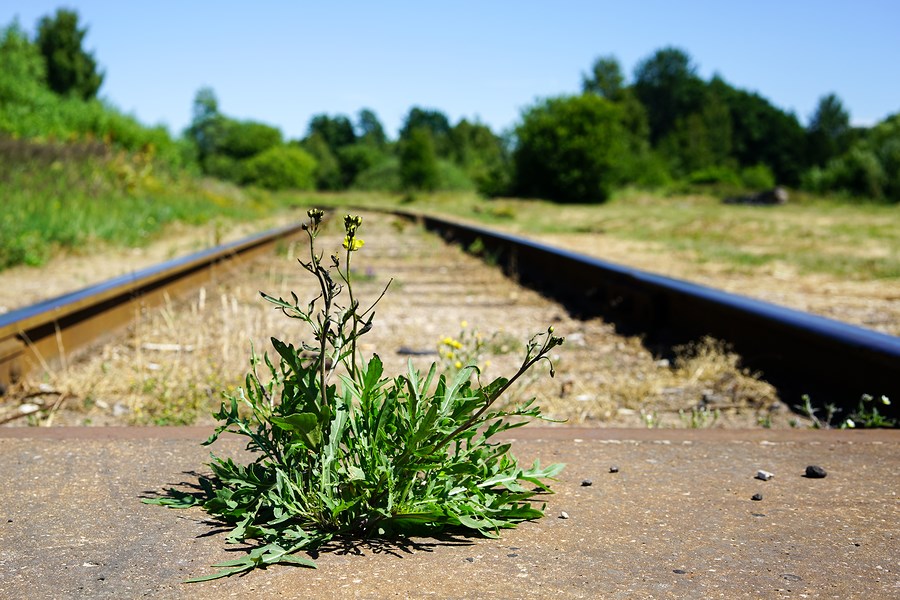 rail growth