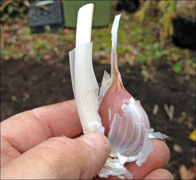 Hardneck garlic clove attached to the stem. Photos by Jackie Bantle