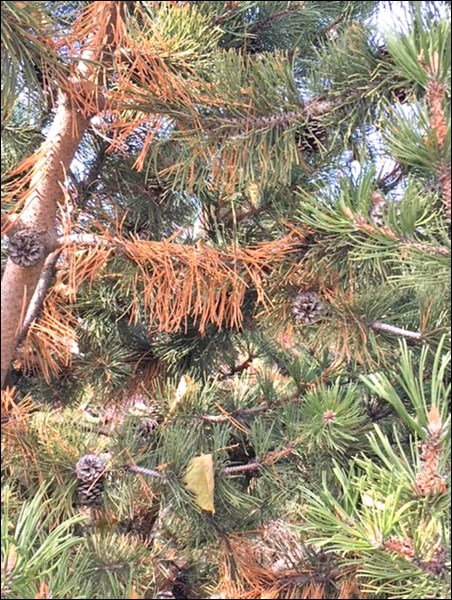 It is normal for evergreens to shed needles. This usually occurs in late summer and through the fall. Photos by Keith Anderson