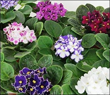 african violets