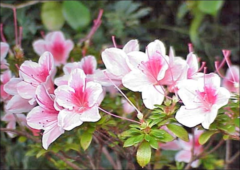 Bi-colour azaleas were the result of European breeders hybridizing and selecting over many decades. Photo by Kurt Stuber