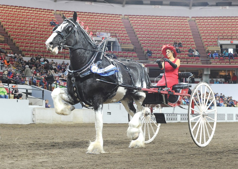 Clydesdales