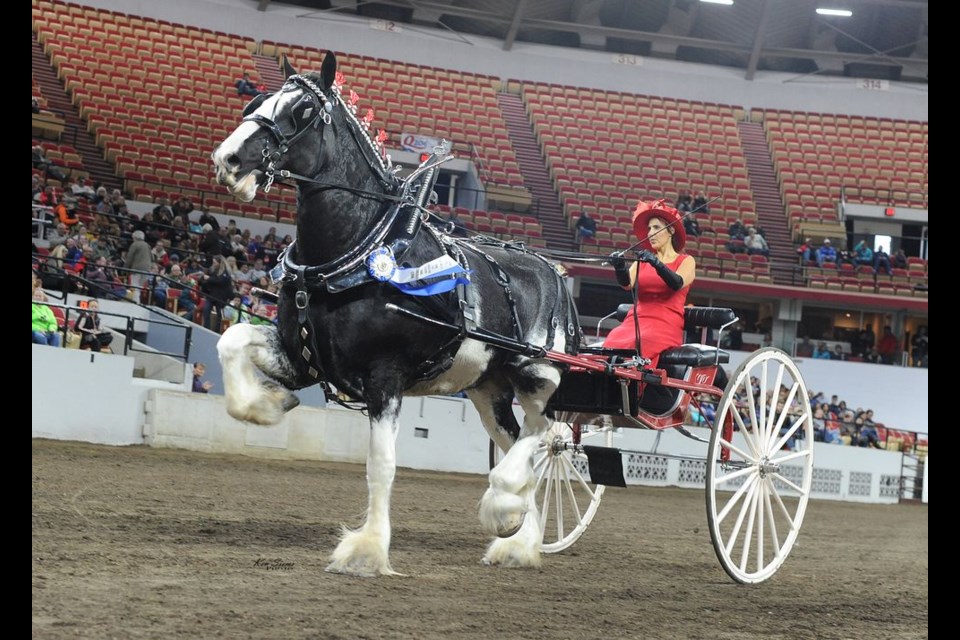 Linda Banga of Canora came home as a multiple world champion after competing at The World Clydesdale Show in Madison, Wisconsin from October 25 to 28, including this victory in the Ladies Cart competition with Reba, her five-year-old mare.