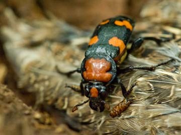 American Burying Beetle