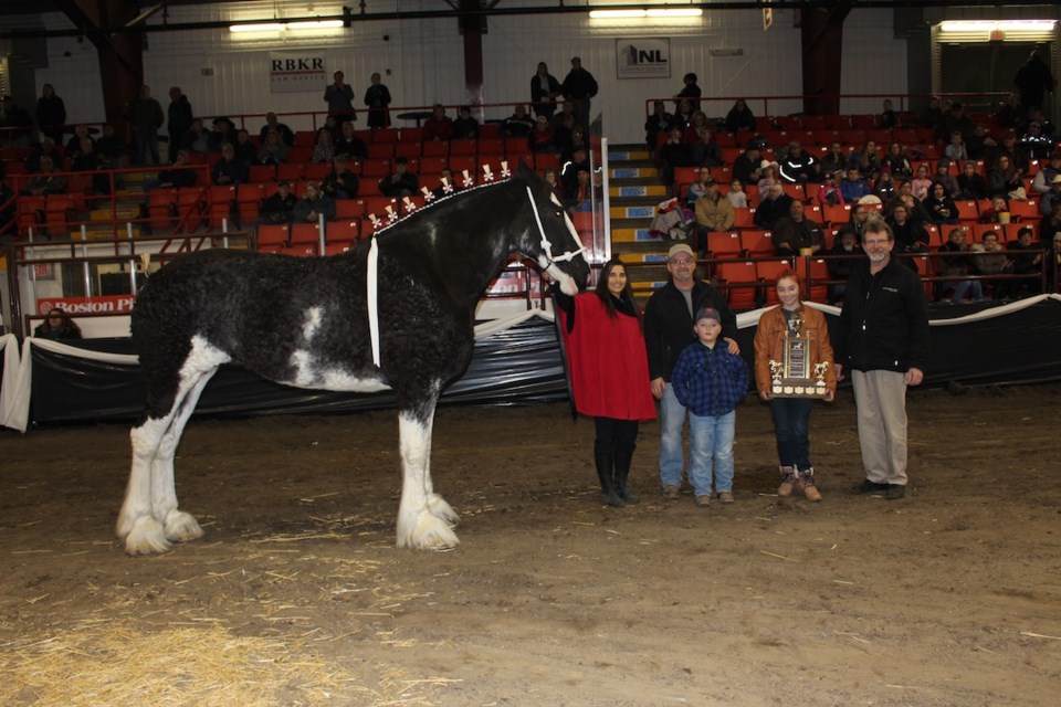 Clydesdale