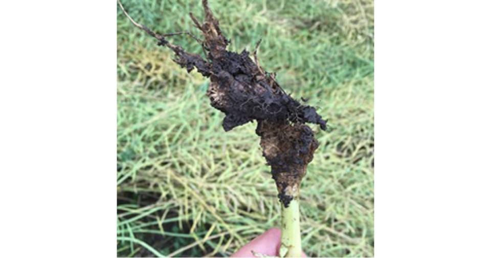 Clubroot