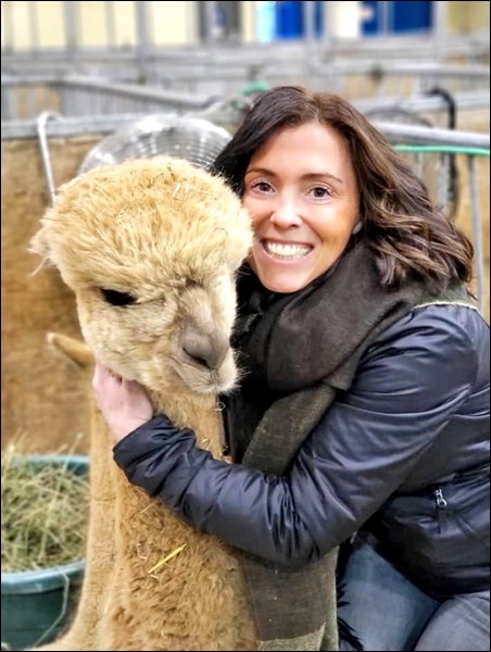 For the first time since 2001, alpacas were included in the Agribition Show in Regina. Carol Poole from Edam showed her animal, Mercedes, who won Reserve Fawn Champion. Photo submitted by Lorna Pearson