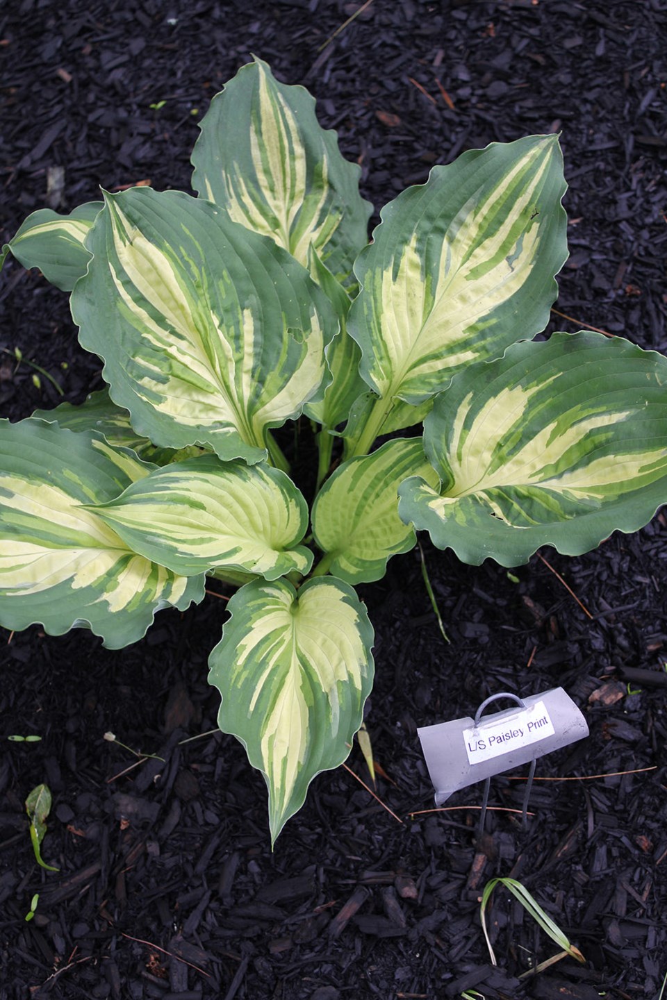 ‘Lakeside Paisley Print’ hosta.