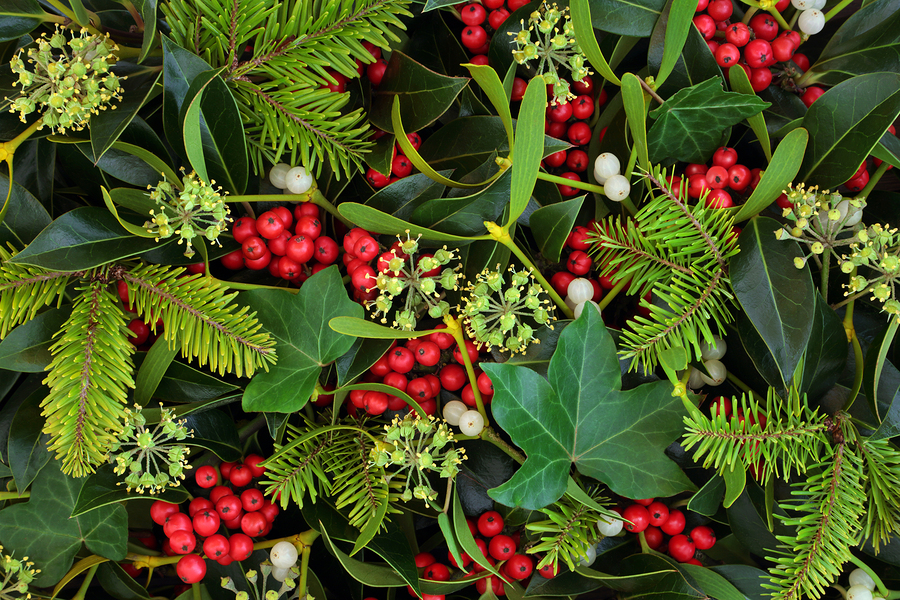 Picture of mistletoe deals