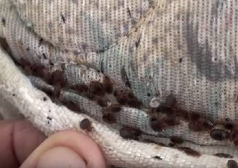 Bed Bugs