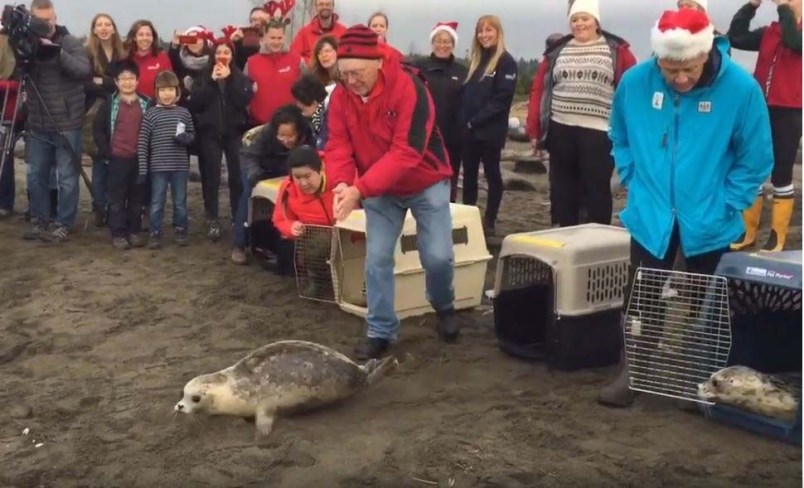 Seal Pups