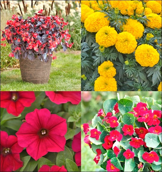2019 All-America Selection Winning annuals