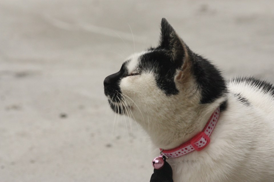 Cat