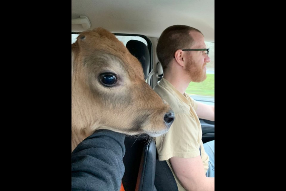 A calf named Rusty is driven to a sanctuary in Kelowna by Hugo Slabbert and his wife Sarien. The calf was one of nine rescued over the winter break.