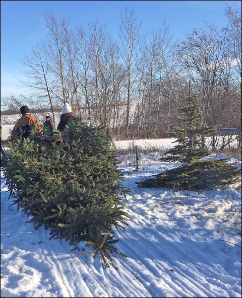 Xmas Trees