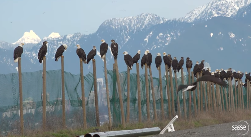 Bald Eagles