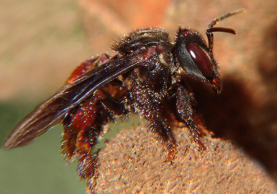 Stingless Bee