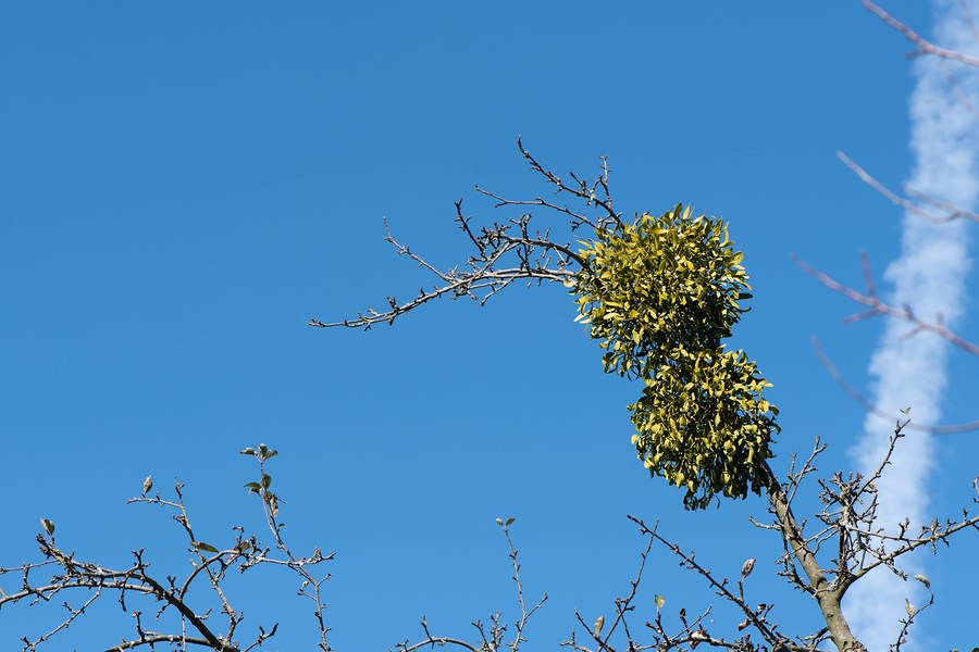 mistletoe