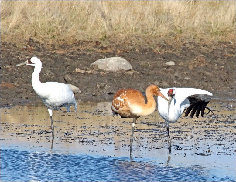 Through decades of dedicated and painstaking efforts the endangered whooping cranes now number some