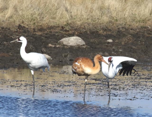 Whooping Crane