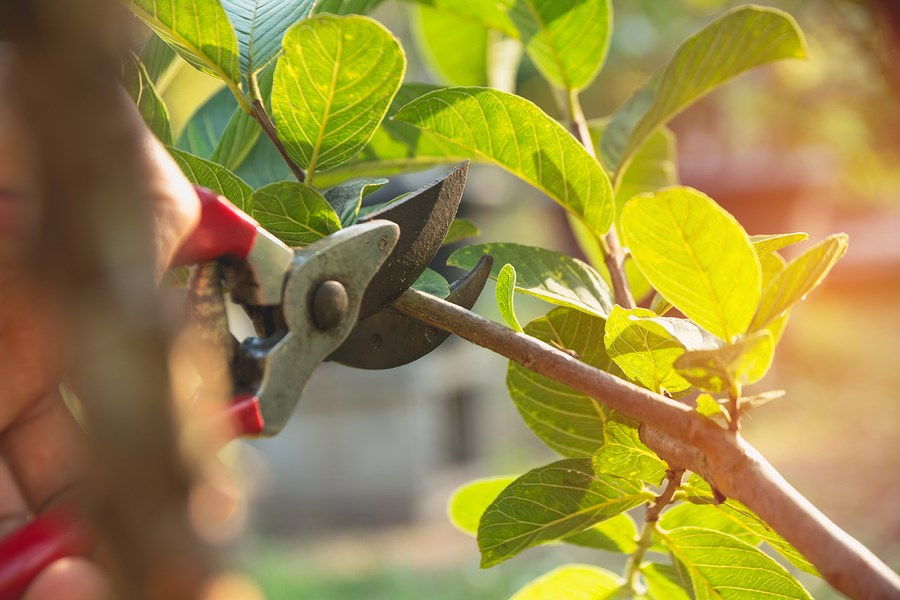 gardening