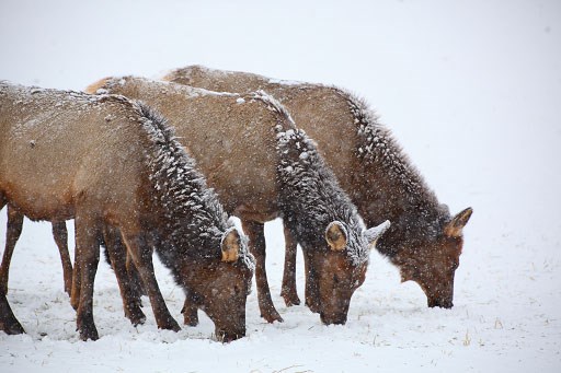 Antlerless elk