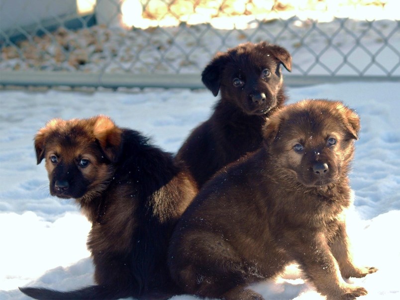 RCMP Puppies