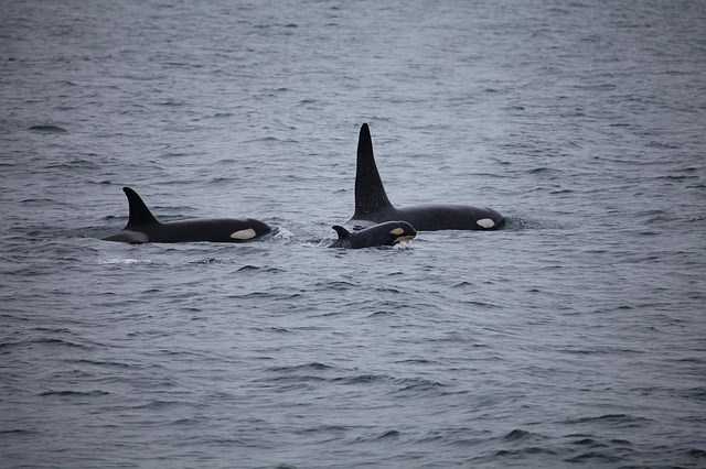 Orca Calf