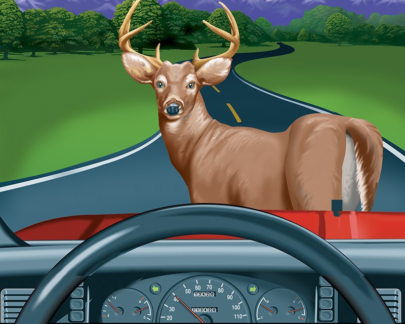 deer collision