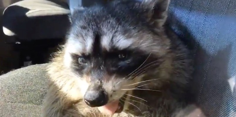 Racoon