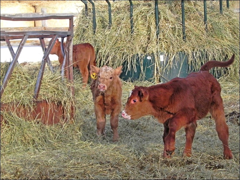 Spring time is flourishing and in our animal population that often means new babies, such as these cute little characters that were enjoying the first day of many without bitter cold.