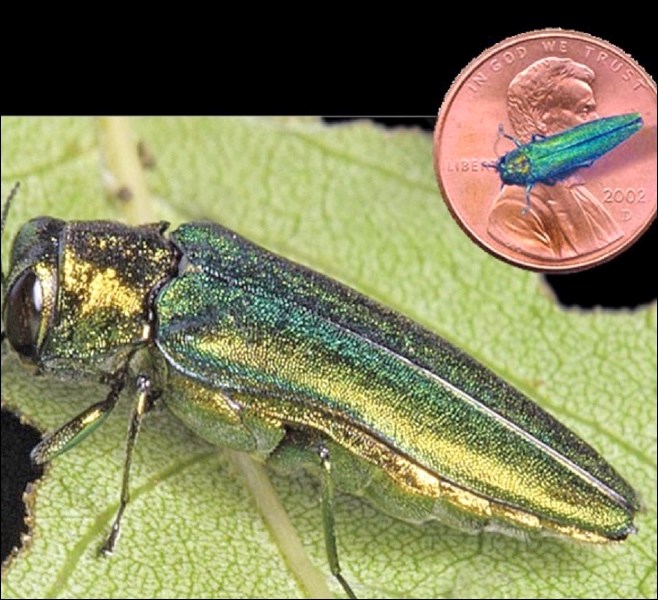 The emerald ash borer